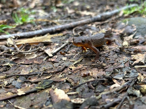 Rough-skinned Newt