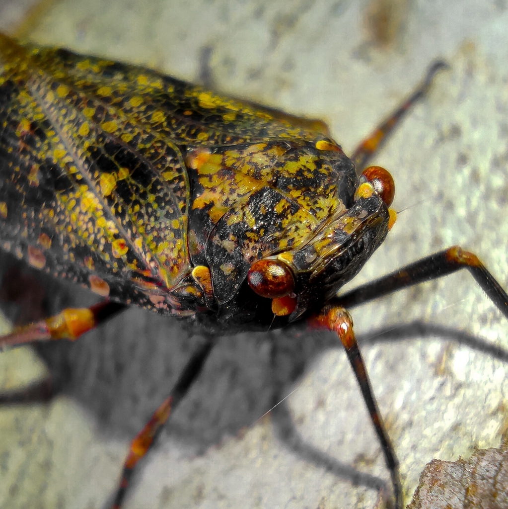 Zeunasa gerstaeckeri