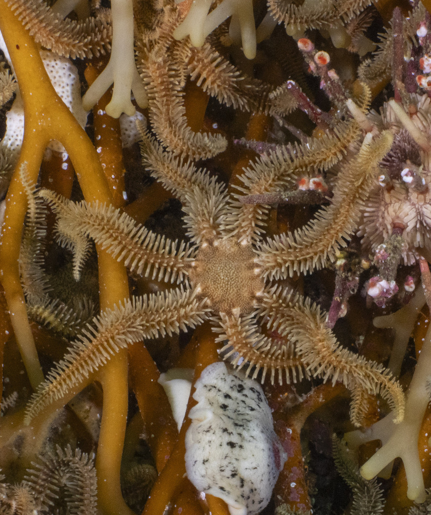brooding spiny brittle star from West Point Island, FIQQ 1ZZ, Falkland ...