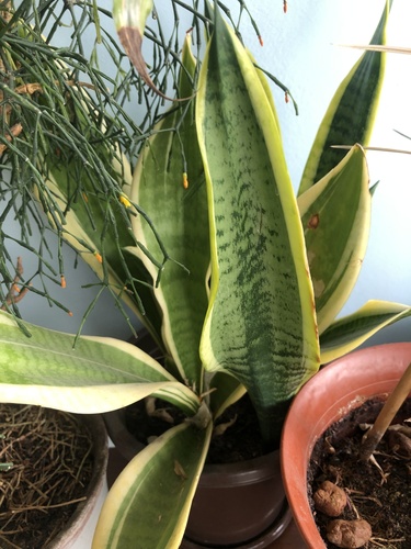 Sansevieria masoniana 'Whale Fin' 2