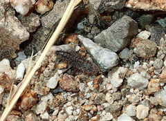 Dermestes