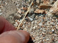 Dermestes