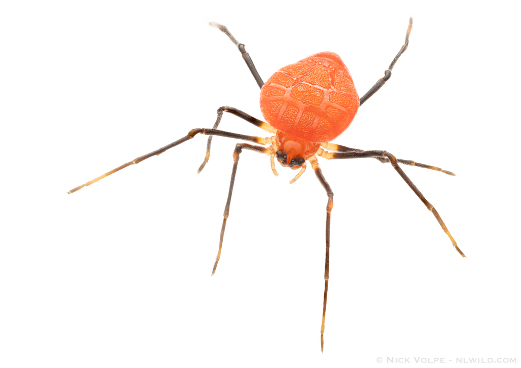 Testudinaria debsmithae