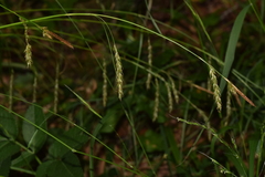 Carex sylvatica sylvatica