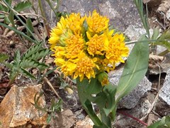 Oreochrysum parryi