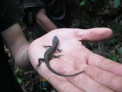 Lepidophyma flavimaculatum