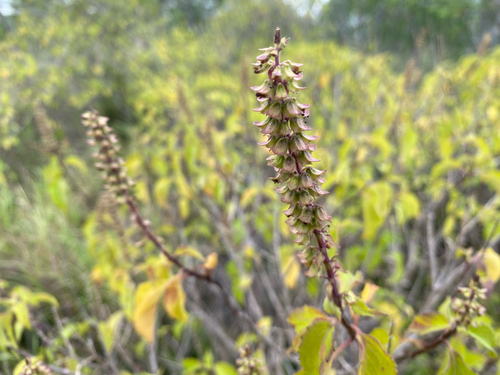 Ocimum gratissimum observed 2025-03-18