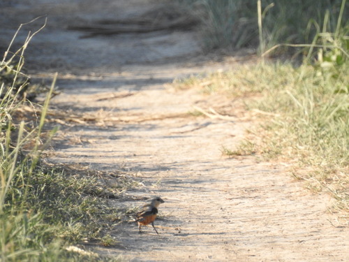 Tawny-bellied Seedeater (Sporophila hypoxantha), photo 3