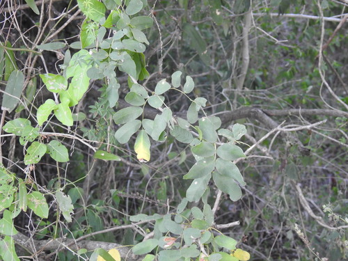 Geoffroea spinosa, photograph 5