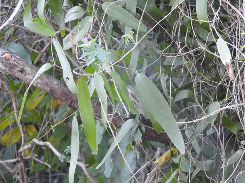 Geoffroea spinosa, photograph 6