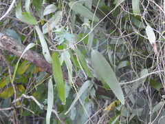 Geoffroea spinosa, photograph (c) Leonel Roget, some rights reserved (CC BY)