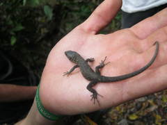 Lepidophyma flavimaculatum