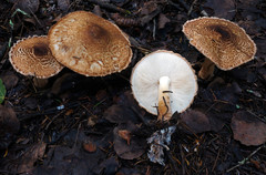 Lepiota cortinarius