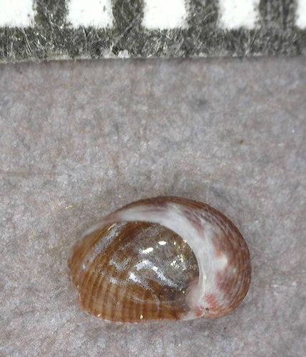 Synaptocochlea concinna observed 2025-03-05