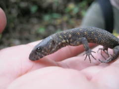 Lepidophyma flavimaculatum