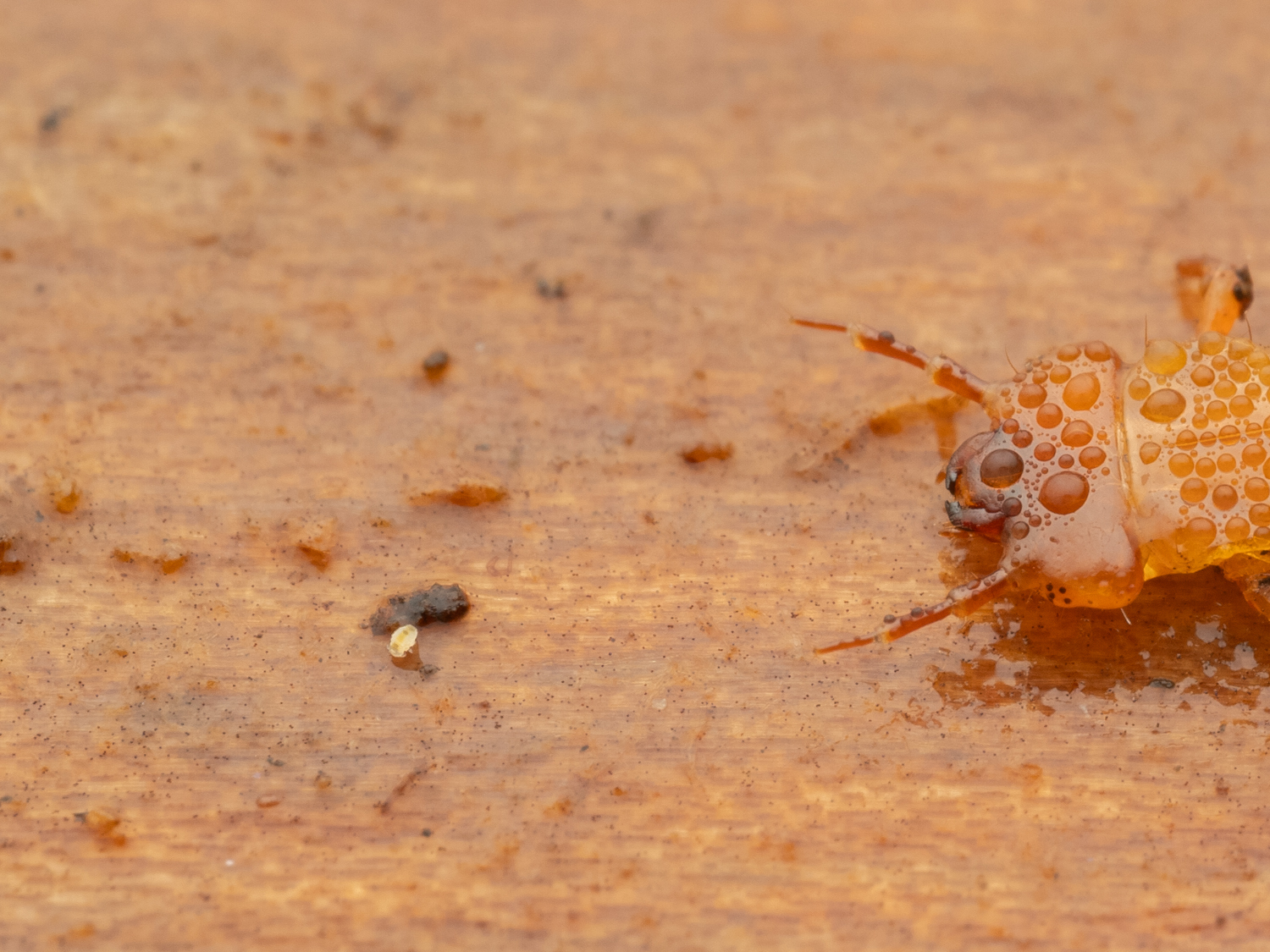 Megalothorax minimus V.Willem, 1900