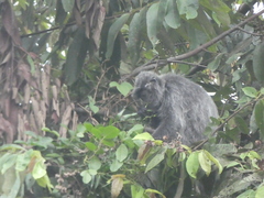 Trachypithecus cristatus