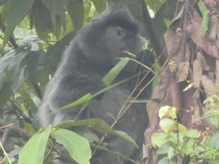 Trachypithecus cristatus