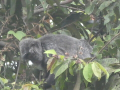 Trachypithecus cristatus