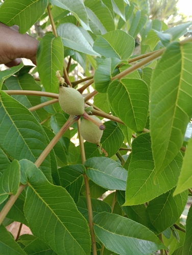 Juglans jamaicensis, photograph 6