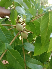 Juglans jamaicensis, photograph (c) Mario Guzmán, some rights reserved (CC BY)