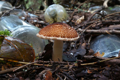 Lepiota cortinarius