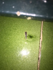 Lepismatidae