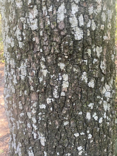 Schinopsis balansae, photograph 2