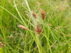 Bolboschoenus laticarpus