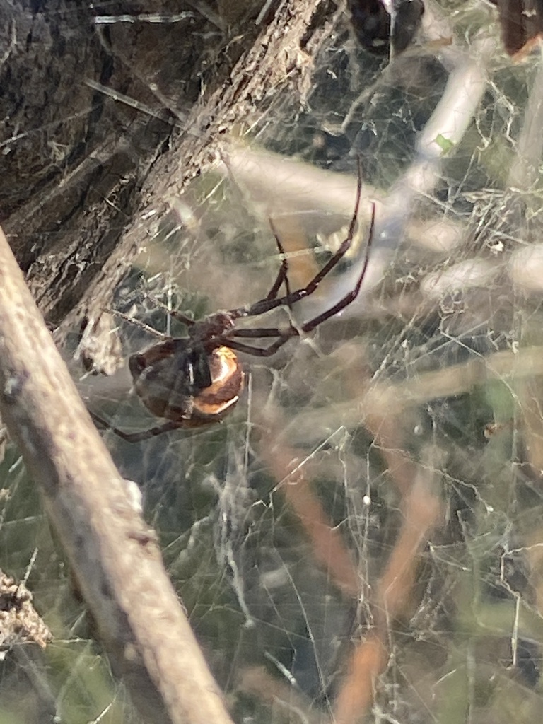 Latrodectus antheratus