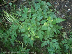 Osmorhiza purpurea