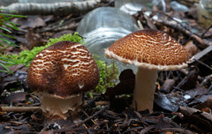 Lepiota cortinarius