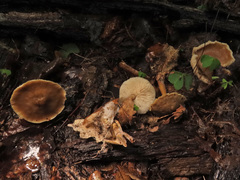 Rhodocollybia asema