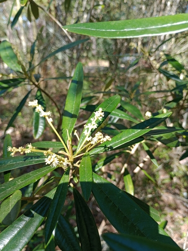 Croton alainii