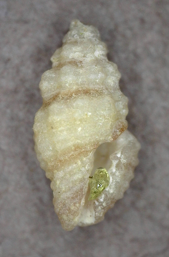 Lienardia mighelsi observed 2025-03-05