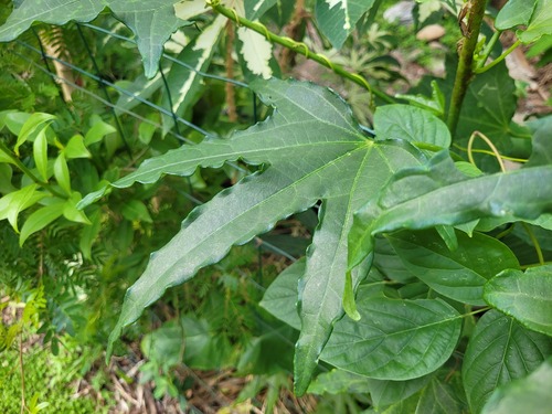 Foto de Vinagreira