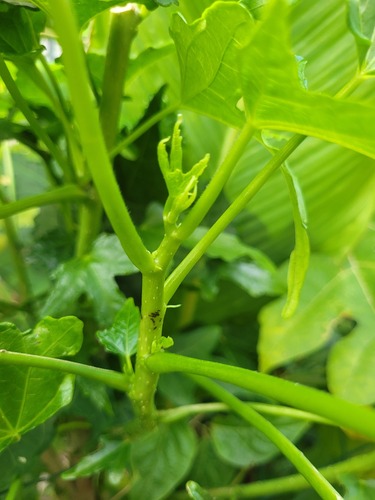 Foto de Vinagreira