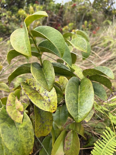 Antidesma platyphyllum observed 2025-03-18