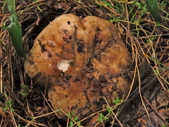 Russula densifolia