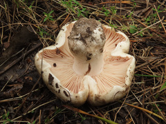 Russula densifolia
