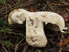 Russula densifolia