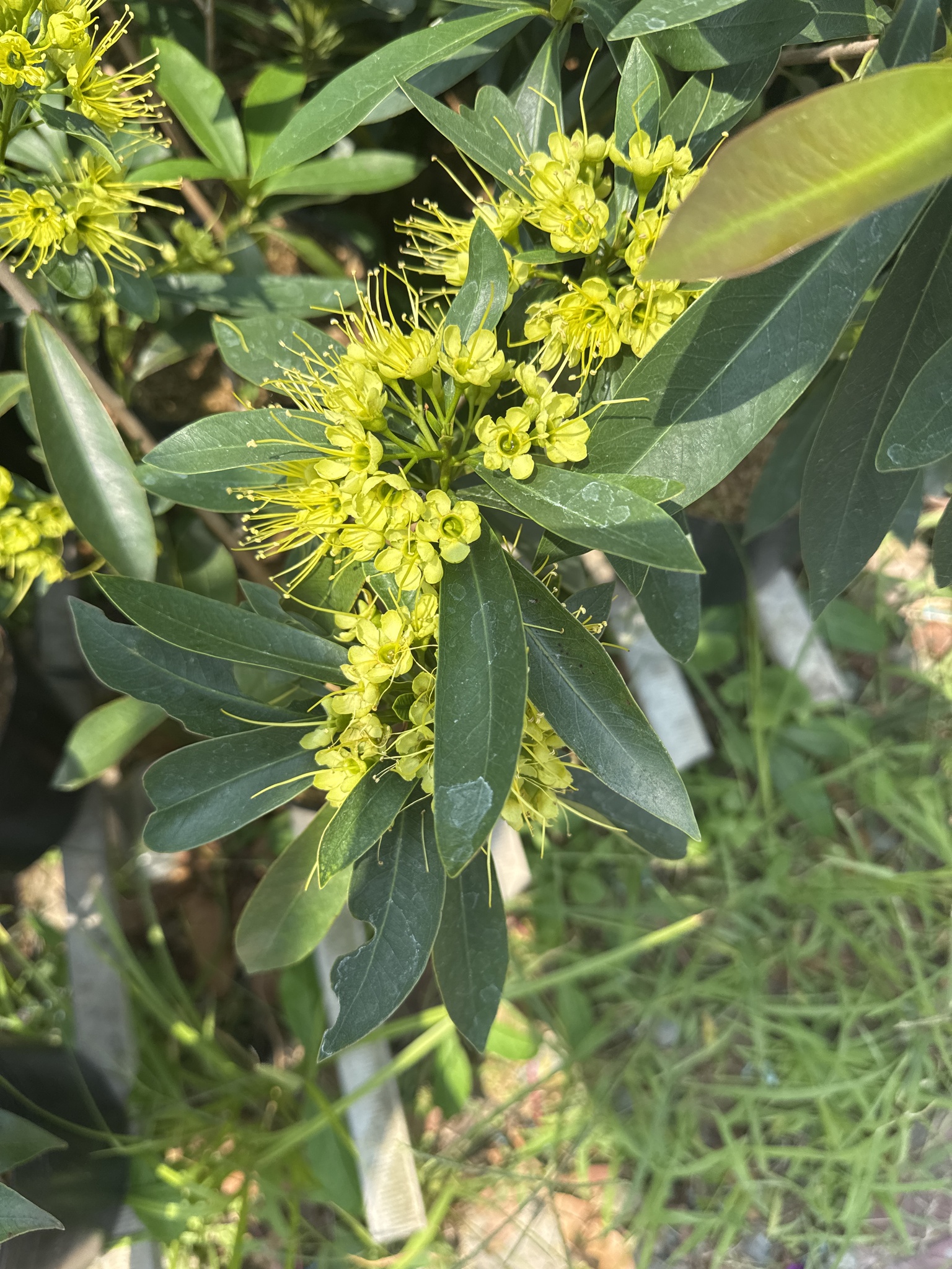 Xanthostemon chrysanthus — ảnh 2