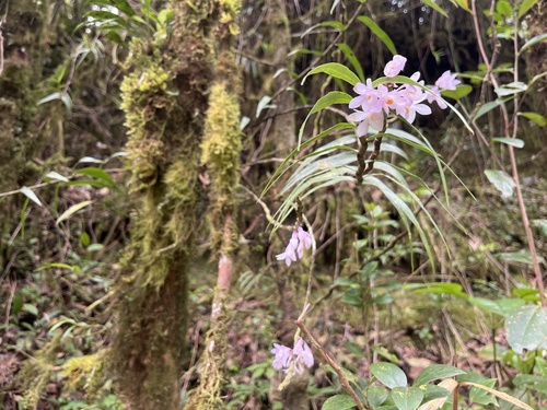 Spinach orchid (Dendrobium hasseltii)