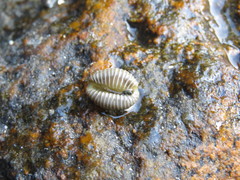 Pusula pediculus