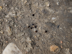 Bolboschoenus laticarpus