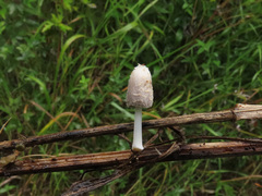 Coprinopsis friesii