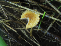 Lacrymaria pyrotricha