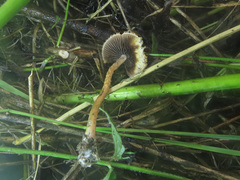 Lacrymaria pyrotricha