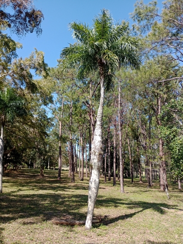 Acrocomia crispa