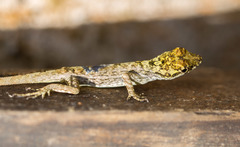 Anolis ortonii